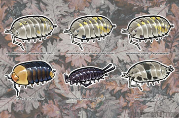 Isopod Stickers